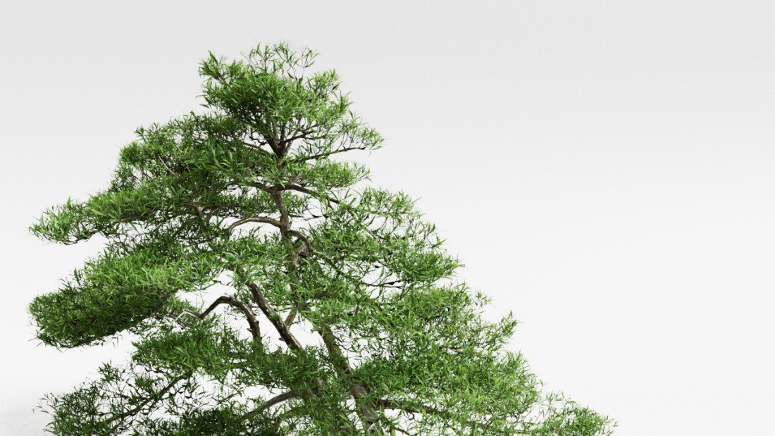 /data/product/52_Podocarpus Tree/3.jpg